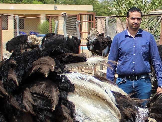 تربية النعام في مصر 