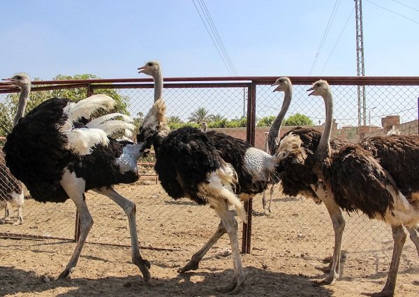 مشروع تربية النعام 