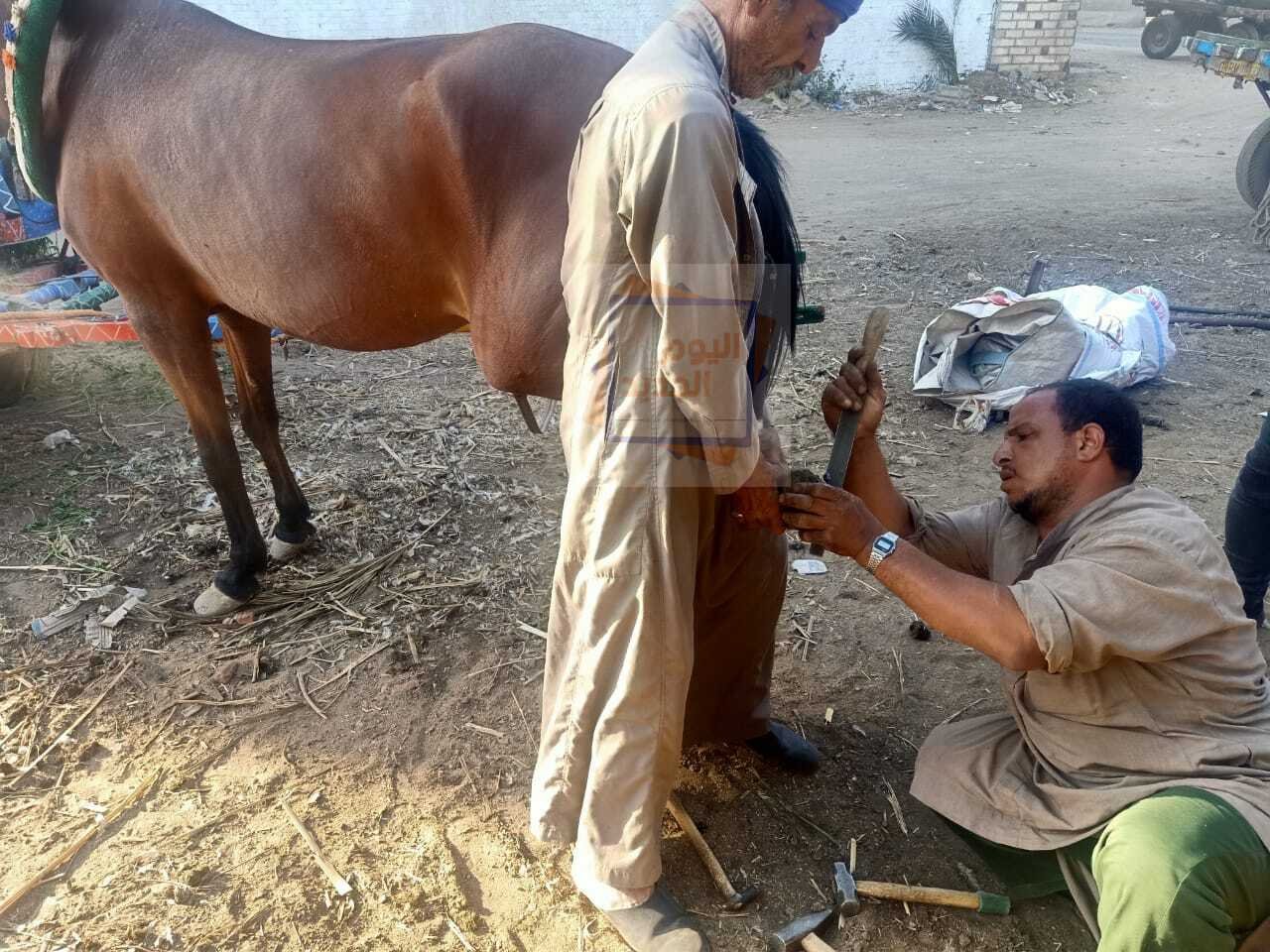 أسرار مهنة البيطار.. تركيب حدوات الخيول